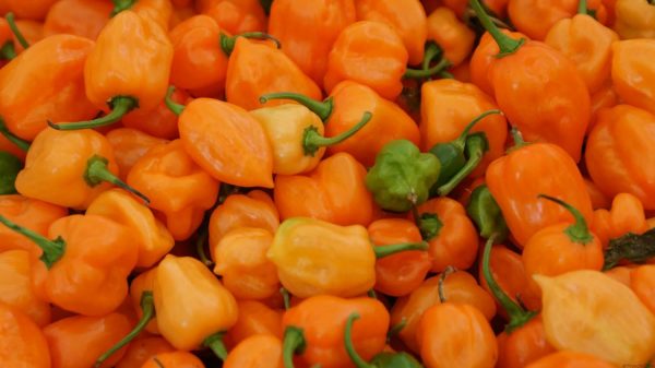 chile-habanero_1