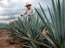 Tequila Loco Puro Corazón 2