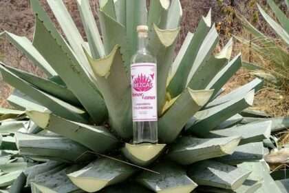 Agave Mezcal