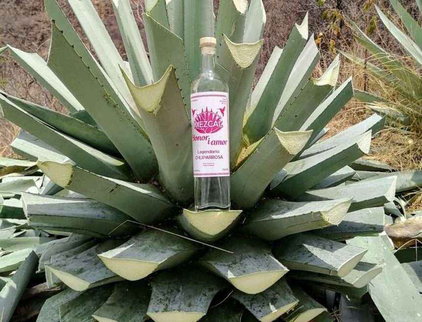Agave Mezcal