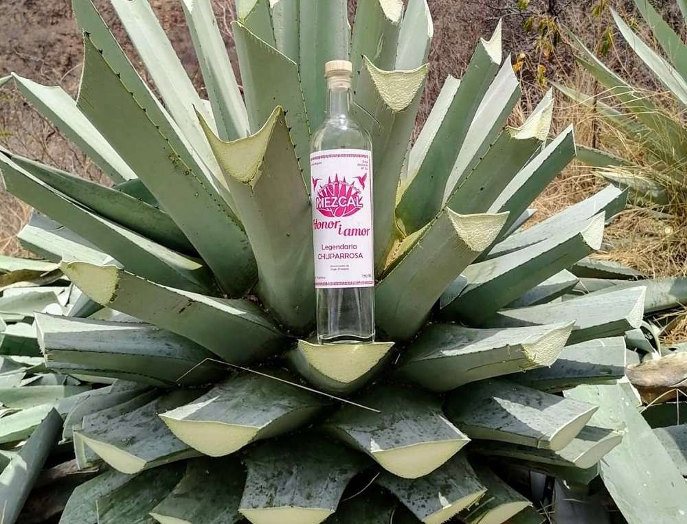Agave Mezcal