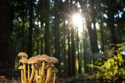 Bosque y hongos