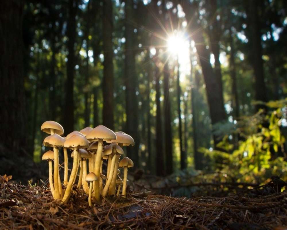 Bosque y hongos