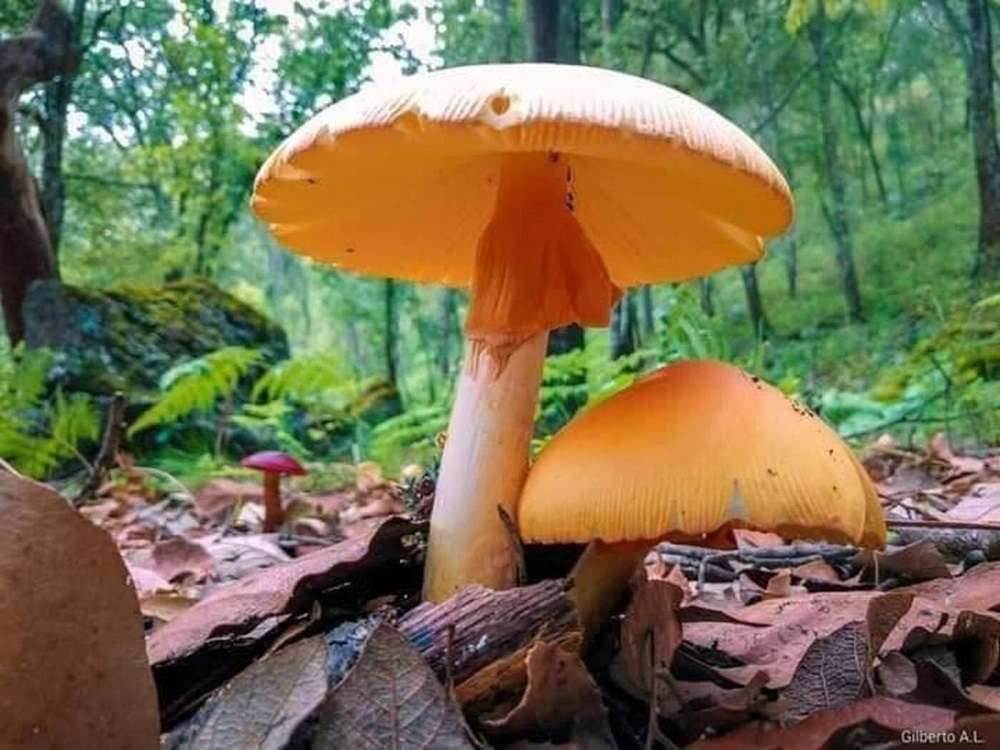 Hongos