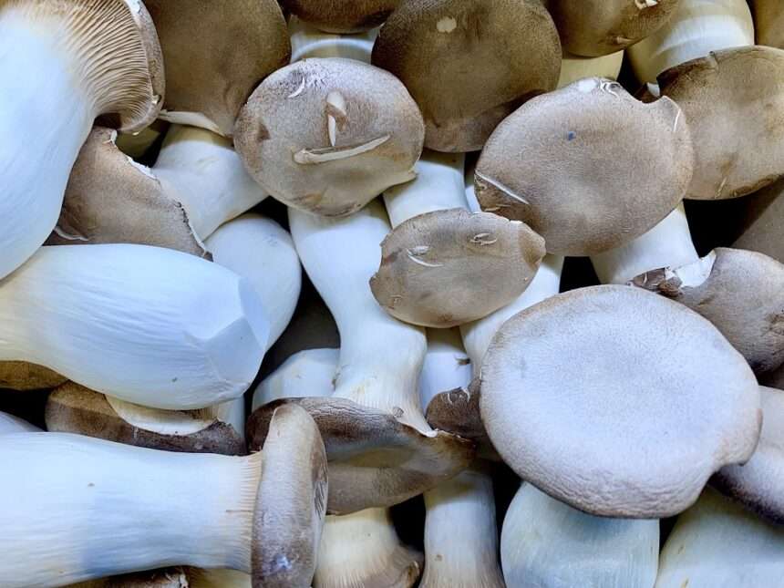 Hongos